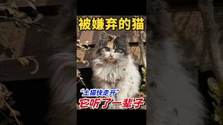 这三种猫咪🐱一生都被人嫌弃，被抛弃成为流浪猫！ #寵物日常 #cat #pets #貓咪日常 #新手养猫 #萌寵 #猫咪行为  #cute #貓咪 #流浪猫