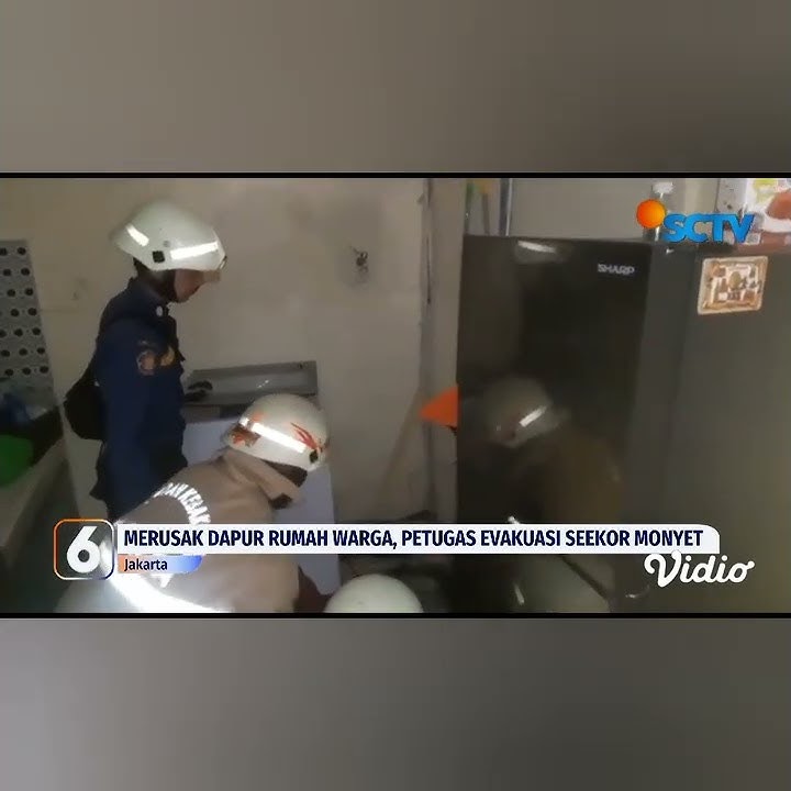Monyet Diduga Peliharaan Lepas Masuk Rumah hingga Mengacak-acak Dapur Rumah Warga di Jaksel #shorts