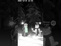 Trail Cam Captures the Last Moments of 2025... And It's Two Cats Having a Party. #cat