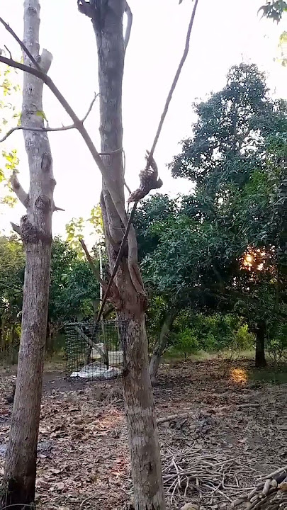 PIKAT PELATUK SAMPIT POIN BURUNG PELATUK SAMPIT MUDA HUTAN