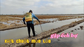đi xiệt trúng chổ ếch chuột đồng bự thấy mê. xiệt mùa lúa xạ thấy mà mê luôn cả nhà ơi