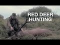 RED STAG HUNTING IN POLAND / KRONHJORTSJAKT I POLEN