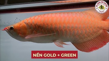 Vô đèn TANNING cho em HUYẾT LONG nền GOLD mix GREEN, hẹn anh em 1 tháng xem kết quả ✌️