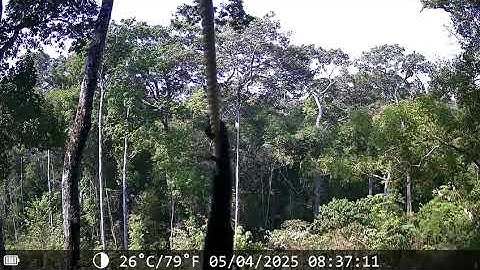 Gibbons Crossing Canopy Bridge in Mondulkiri