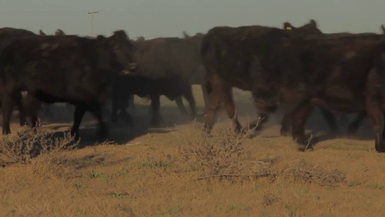 GENERAL PICO - Sebastián Lingiardi