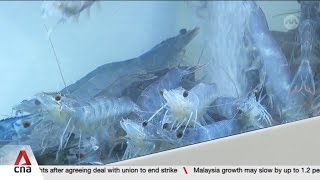 Supermarket customers can buy live locally produced shrimp and fish at selected outlets