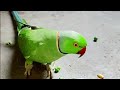 Amazing talking parrot 🦜🦜 mithu 💚 #parrot #talkingparot #viral #video