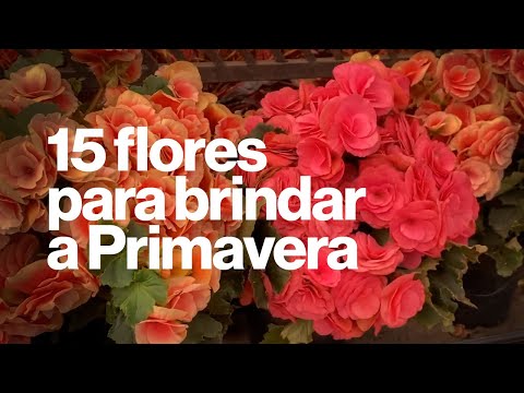 Vídeo: Quais Flores Escolher Na Primavera