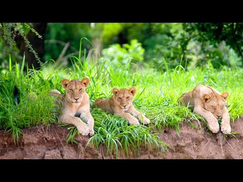 Green Season in Ruaha National Park