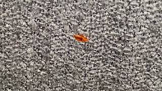 One lonely bed bug crawling on bed spread