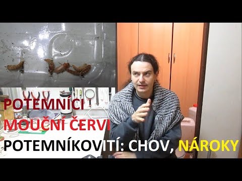 Video: Jsou termiti a bílí mravenci stejní?