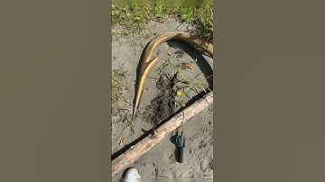 - Lưỡi câu trắm đen 🤣🤣#luoicaudinhquang #fishing #drawing #lkhoa #fishinglife #lure #art #câucá