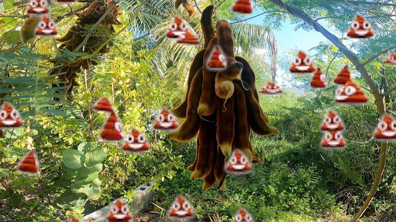 Cow itch aka Hanging Poo