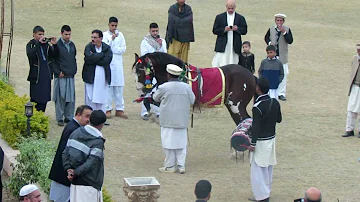 dancing horse in attock wedding