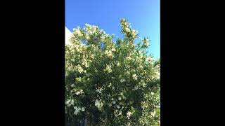 Download Lagu cavetown - lemon boy [1 HOUR EDITION] MP3