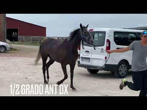 Video: Come capire su quale gamba è zoppo un cavallo?