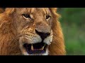 Africa's Deadliest Predators | Wild Lands: South Africa | BBC Earth