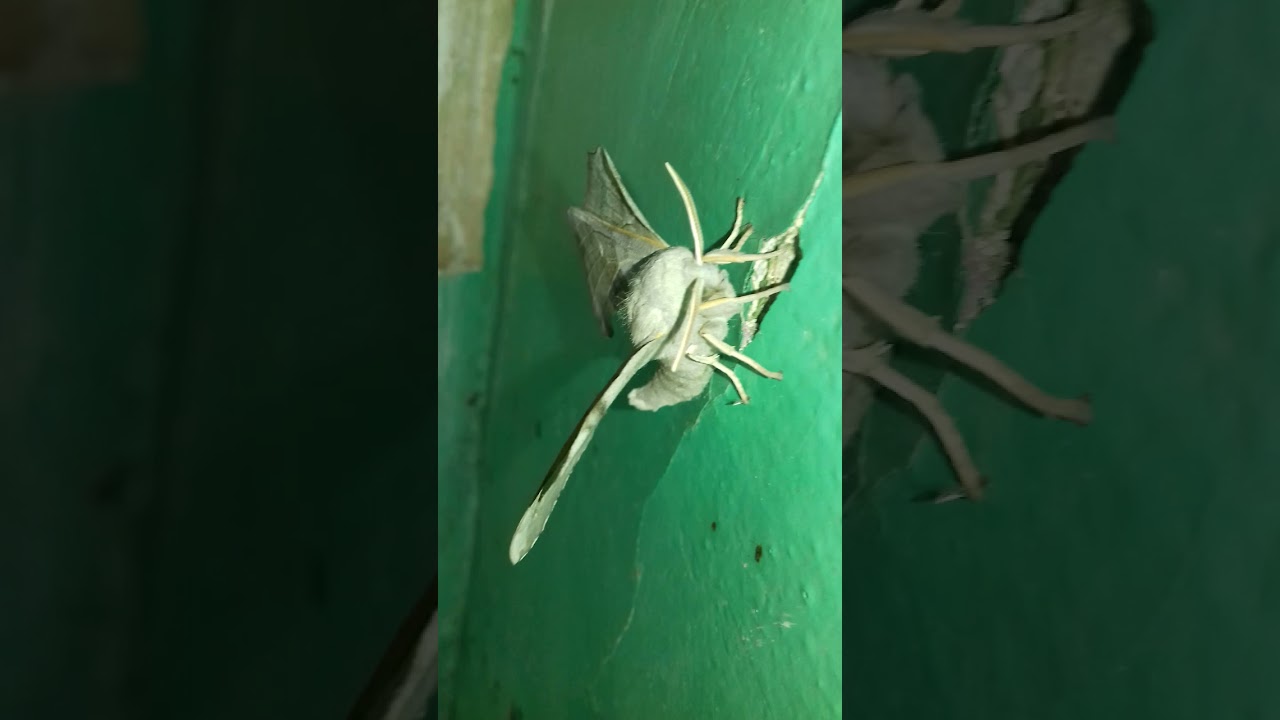 Мотылек - тополевый бражник Langia Zenzeroides