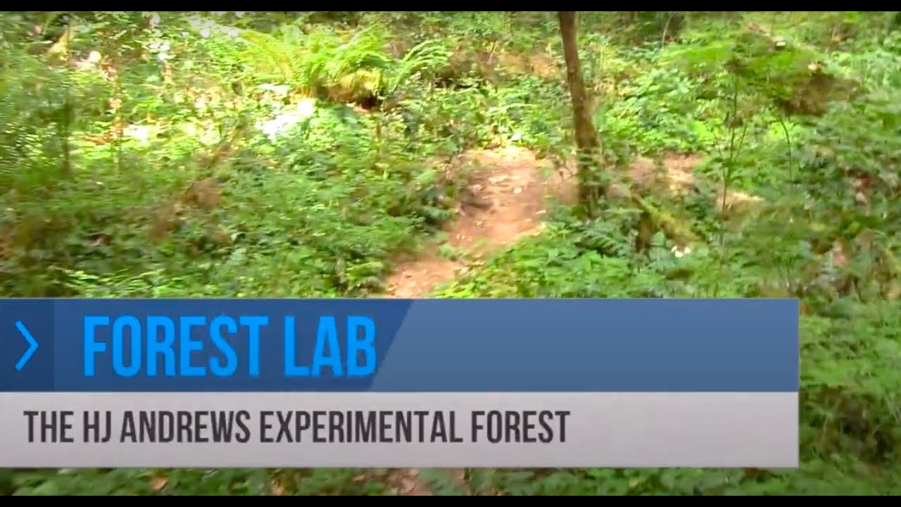 Phenology and climate change research at the Andrews ForestForest Lab: Sarah Ward