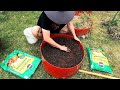 Vegetable planting  repotting for a sustainable living