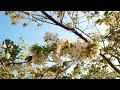【公園の物語2022.4.12】てんとう虫 四つ葉のクローバー 桜 シロツメクサ 富士山 公園 