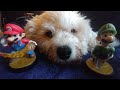 🐶Puppy with Mario and Luigi Amiibo⭐🍄Charles Martinet Instagram Parody🍄