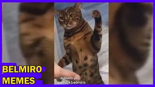 Belmiro Memes: Dublagens de animais engraçados - Episódio 707