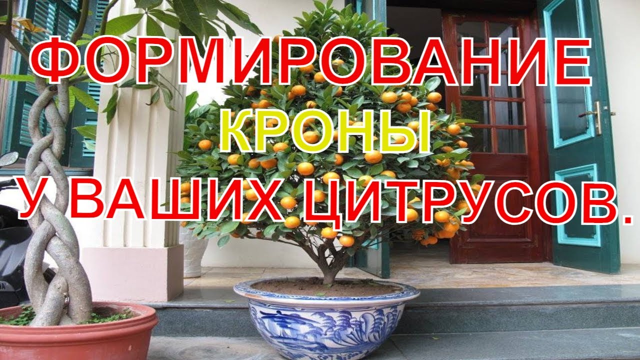 Мандарин Дерево Фото