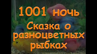 Сказка о разноцветных рыбках 1001 ночь сказки Шахерезады аудиосказка  Baby Book арабские сказки