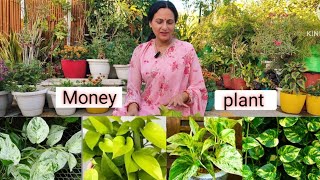 Summer में Money Plant ऐसे रखें , वरना खराब हो जाएगा!  | Rashmi's World - gardening and lifestyle