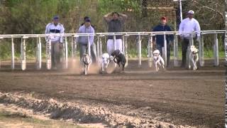 G- Sasha - Alan -V Cost...