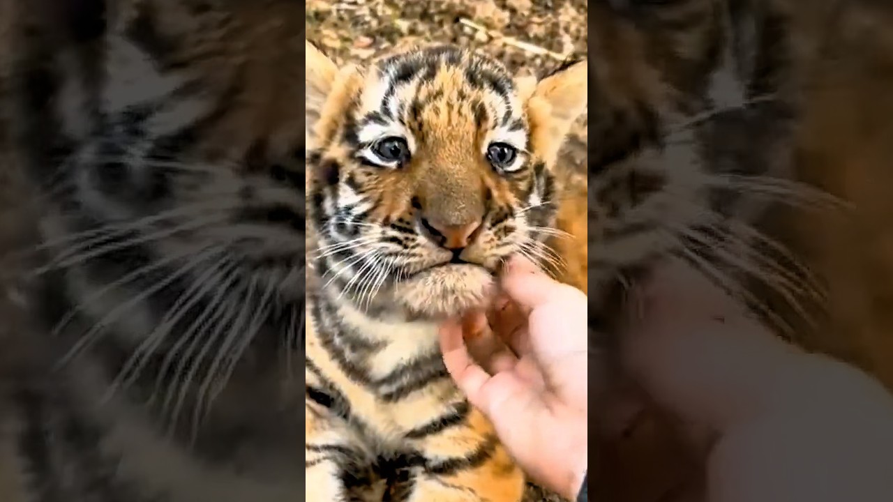 Этот тигренок был брошен — поступок его дяди изменил всё 