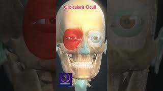 Meet The Orbicularis Oculi Muscle