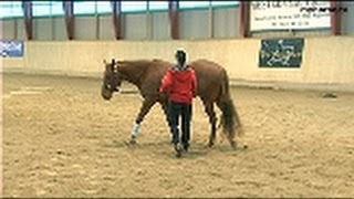 Starting The Young Horse - Part One