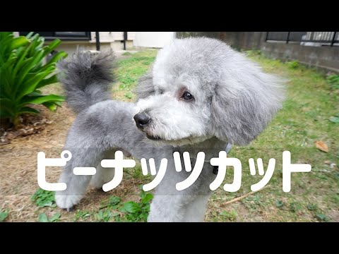 トイプードルのトリミング 夏に向けてさっぱり ピーナッツカットにしてもらいました トイプードルのグリィ Dog Toy Poodle Youtube