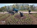 В сквере Победы в Магадане заканчивают высадку цветов на клумбы