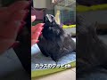 ②カラスのクチバシを整えたらドヤ顔がすごい‼カラスのラビちゃん2022/9/1撮影
