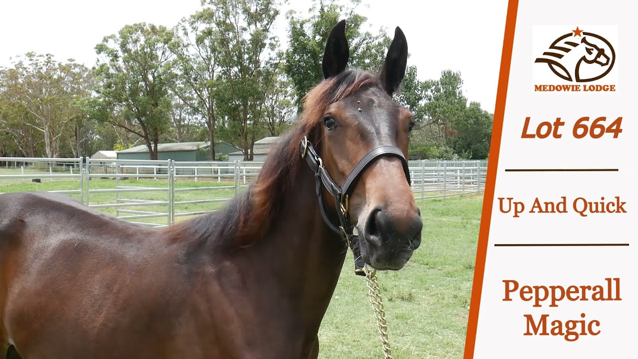 Lot 664  Up and Quick / Pepperell Magic APG 2022