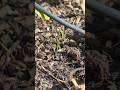 I planted 3 different types of onion growing methods so you don't have to