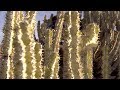 毒性サボテンの見分け方 | サバイバルゲーム (ディスカバリーチャンネル)