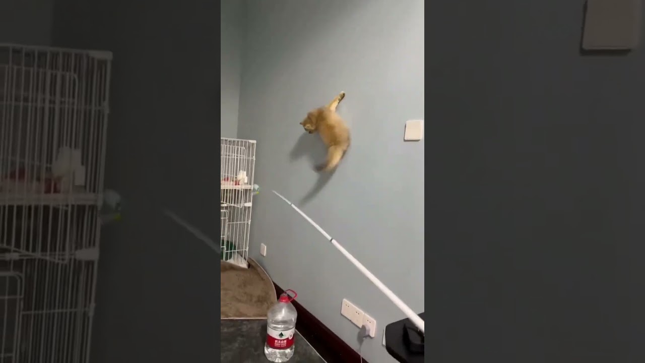 Cat Climbing the wall