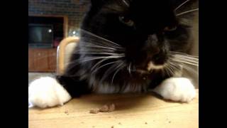 HOOTe CAT in ooh ... ahh... by HOOTe Cat 6,521 views 13 years ago 3 minutes, 1 second