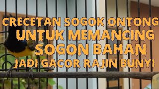 crecetan sogok ontong || pandai memancing sogon liar ikut bunyi