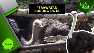 PERAWATAN BURUNG UNTA