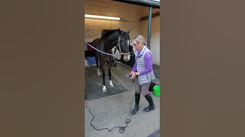 Positive Reinforcement & Horses with Patricia Lincourt - Using Clicker Training for Horses video 4