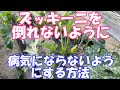 ズッキーニに支柱を立てる方法と固定する方法を紹介。