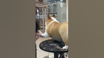 Cắt tỉa - bo mung đùi gà cho bé Corgi Tobi siêu chất siêu xinh | Spa cùng VuiPet