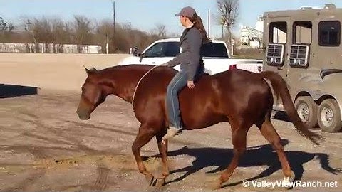 Solanos Saskadoc - riding bareback in the parking lot - Valley View Ranch