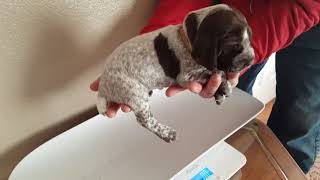 Lilly Gambler Puppies Males January 26Th 3 Weeks Old