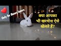 खरगोश Gupl खेलता हुआ || Bunny enjoying a lot with his mom || Cute bunny video for bunny lover